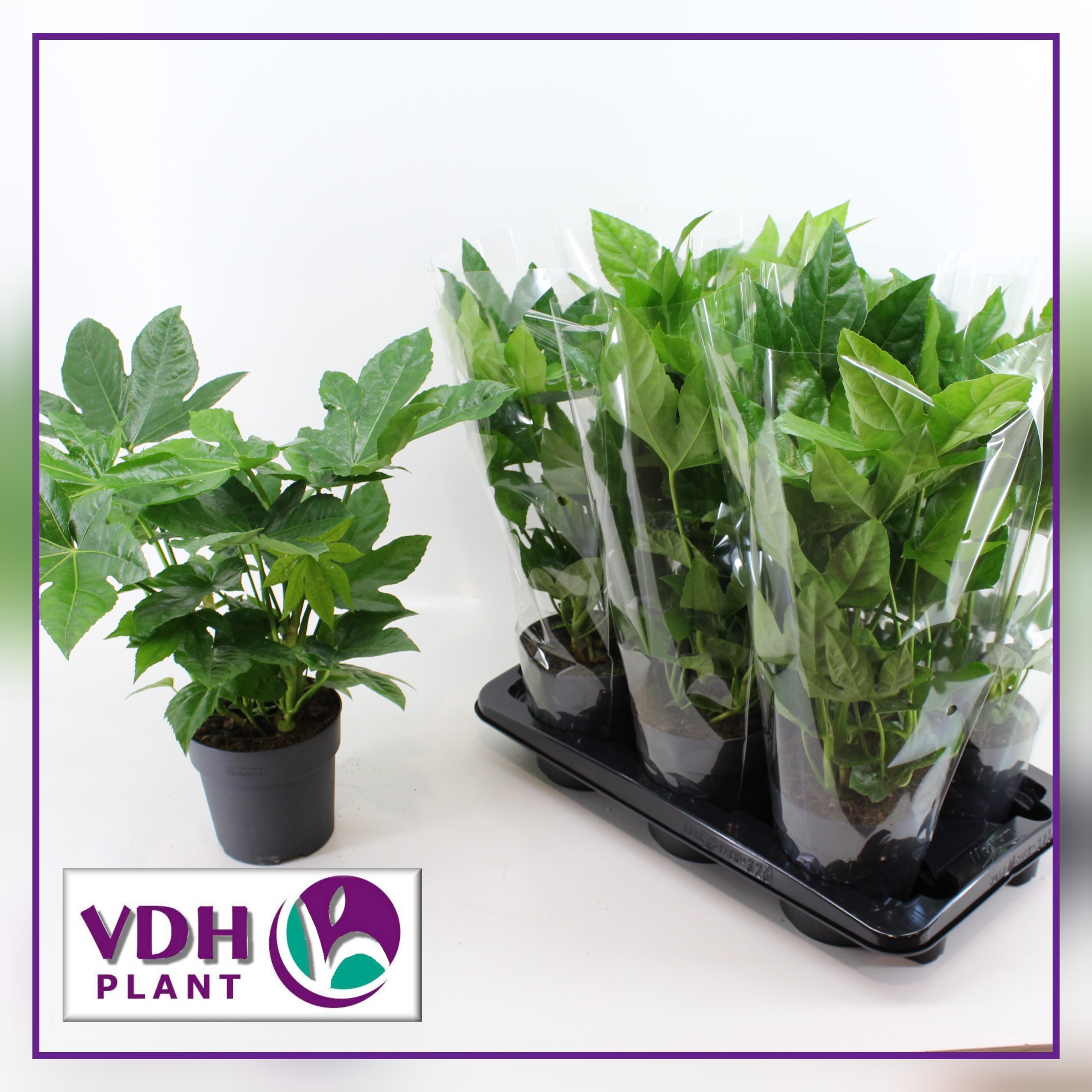 fatsia VDH