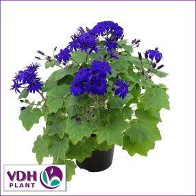 senetti blauwVDH