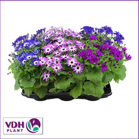 senetti mixVDH